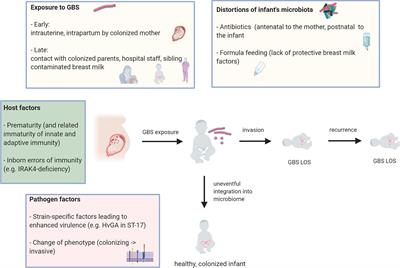 Frontiers | Invasive Group B Streptococcus Disease With Recurrence And ...